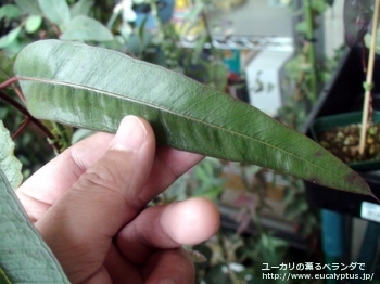 エリスロコリス (Eucalyptus erythrocorys)