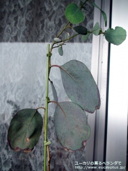 プルイノサ (Eucalyptus pruinosa)