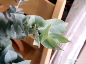 fancyboxマクロカルパ・エラチャンサ(Eucalyptus macrocarpa ssp. elachantha)の画像11