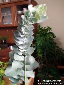 マクロカルパ・エラチャンサ (Eucalyptus macrocarpa ssp. elachantha)