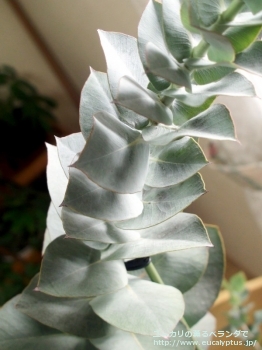 fancyboxマクロカルパ・エラチャンサ(Eucalyptus macrocarpa ssp. elachantha)の画像2