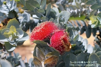 マクロカルパ・エラチャンサ (Eucalyptus macrocarpa ssp. elachantha)