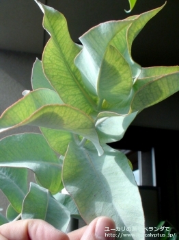 マクロカルパ・エラチャンサ (Eucalyptus macrocarpa ssp. elachantha)