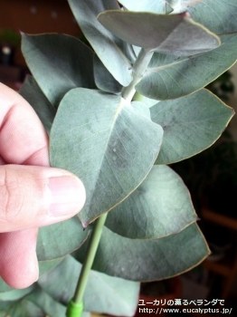 fancyboxマクロカルパ・エラチャンサ(Eucalyptus macrocarpa ssp. elachantha)の画像5