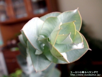 マクロカルパ・エラチャンサ (Eucalyptus macrocarpa ssp. elachantha)