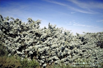 マクロカルパ・エラチャンサ (Eucalyptus macrocarpa ssp. elachantha)