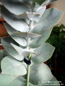 マクロカルパ・エラチャンサ (Eucalyptus macrocarpa ssp. elachantha)