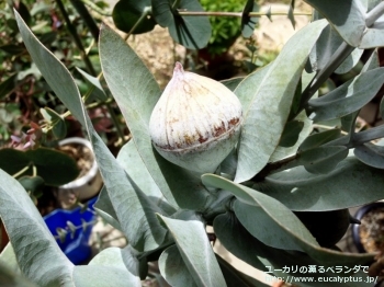 マクロカルパ (Eucalyptus macrocarpa ssp. macrocarpa)