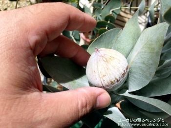 マクロカルパ (Eucalyptus macrocarpa ssp. macrocarpa)