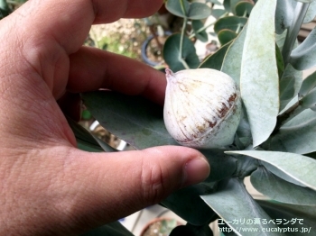 マクロカルパ (Eucalyptus macrocarpa ssp. macrocarpa)