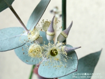 ギリー (Eucalyptus gillii)