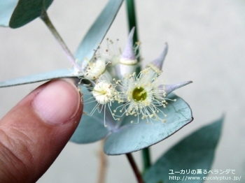 ギリー (Eucalyptus gillii)