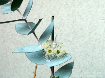 ギリー (Eucalyptus gillii)