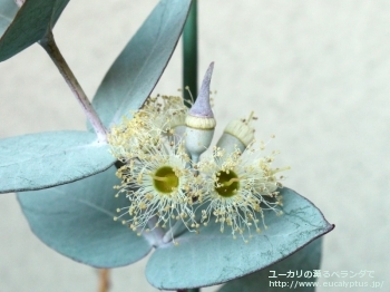 fancyboxギリー(Eucalyptus gillii)の画像8