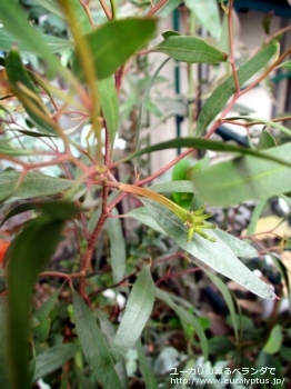 レーマニー (Eucalyptus lehmannii)