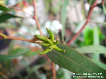 レーマニー (Eucalyptus lehmannii)