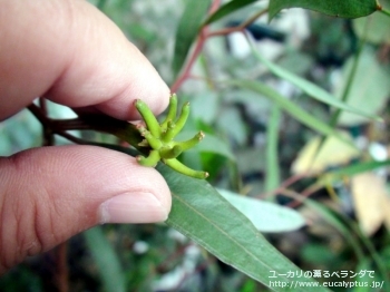 レーマニー (Eucalyptus lehmannii)