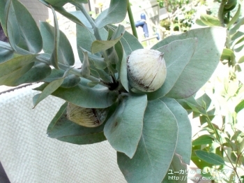 マクロカルパ (Eucalyptus macrocarpa ssp. macrocarpa)