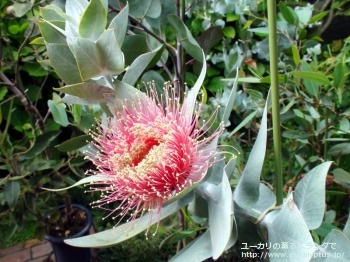 マクロカルパ (Eucalyptus macrocarpa ssp. macrocarpa)