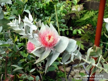 マクロカルパ (Eucalyptus macrocarpa ssp. macrocarpa)