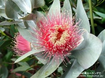 マクロカルパ (Eucalyptus macrocarpa ssp. macrocarpa)