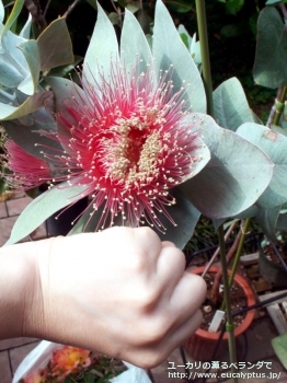 マクロカルパ (Eucalyptus macrocarpa ssp. macrocarpa)