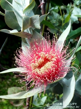 マクロカルパ (Eucalyptus macrocarpa ssp. macrocarpa)