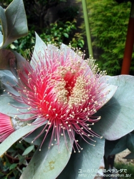 マクロカルパ (Eucalyptus macrocarpa ssp. macrocarpa)