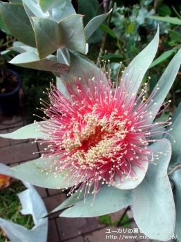 マクロカルパ (Eucalyptus macrocarpa ssp. macrocarpa)