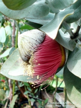 マクロカルパ (Eucalyptus macrocarpa ssp. macrocarpa)