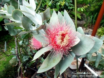 マクロカルパ (Eucalyptus macrocarpa ssp. macrocarpa)