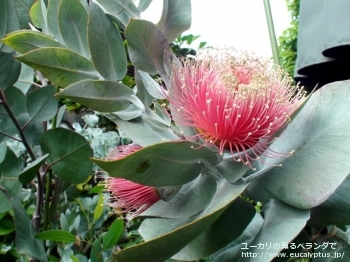 マクロカルパ (Eucalyptus macrocarpa ssp. macrocarpa)