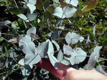 リズドニー (Eucalyptus risdonii)