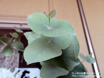 リズドニー (Eucalyptus risdonii)