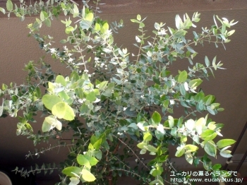 クレヌラータ (Eucalyptus crenulata)