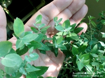 クレヌラータ (Eucalyptus crenulata)