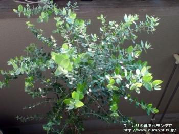 クレヌラータ (Eucalyptus crenulata)