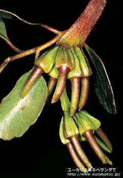 fancyboxプラティパス(Eucalyptus platypus)の画像10
