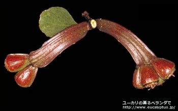 fancyboxプラティパス(Eucalyptus platypus)の画像11