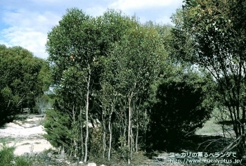 fancyboxプラティパス(Eucalyptus platypus)の画像3
