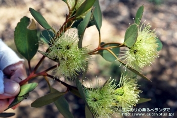 プラティパス (Eucalyptus platypus)