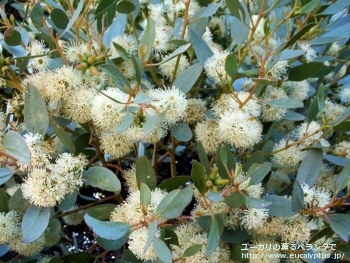 プラティパス (Eucalyptus platypus)