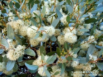 fancyboxプラティパス(Eucalyptus platypus)の画像9