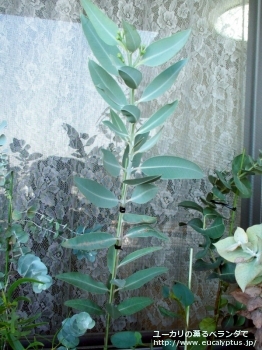 エクストリカ (Eucalyptus extrica)