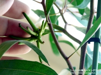 レーマニー (Eucalyptus lehmannii)