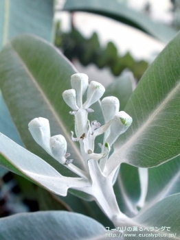 プレウロカルパ (Eucalyptus pleurocarpa)