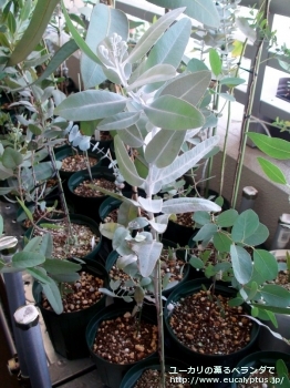 プレウロカルパ (Eucalyptus pleurocarpa)