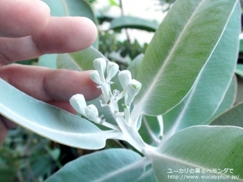 プレウロカルパ (Eucalyptus pleurocarpa)