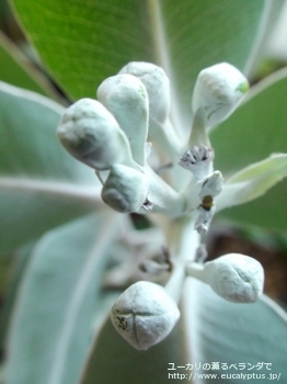 プレウロカルパ (Eucalyptus pleurocarpa)