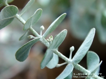 クルセアナ (Eucalyptus kruseana)